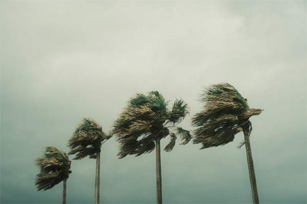 palms wind w600px